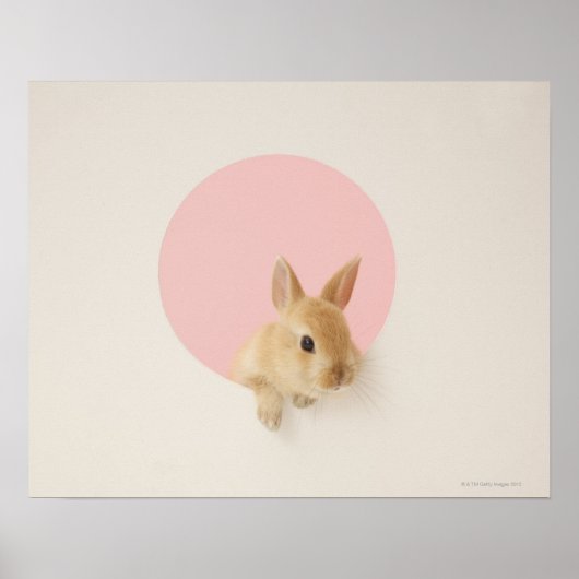 Oryctolagus cuniculus 3 poster (Vorne)