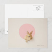Oryctolagus cuniculus 3 postkarte (Vorne/Hinten)