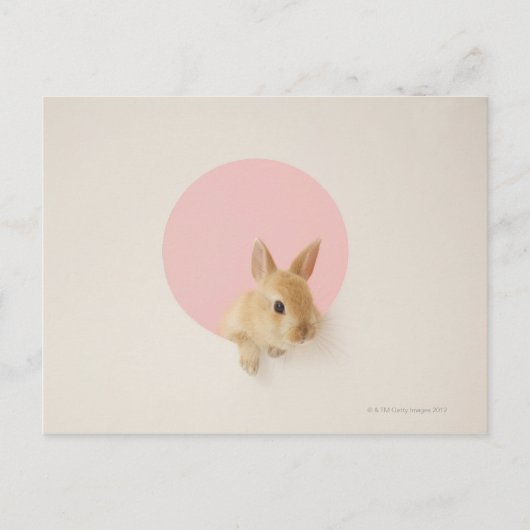 Oryctolagus cuniculus 3 postkarte (Vorderseite)