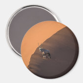 Oryx am Rand, Namibia Magnet (Vorderseite/Rückseite)