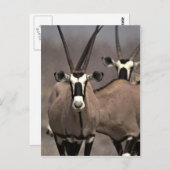 Oryx antelope postkarte (Vorne/Hinten)