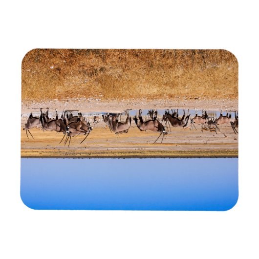 Oryx Antilopen in Namibia Magnet (Horizontal)