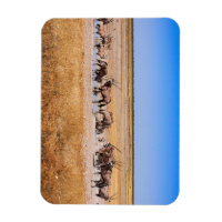 Oryx Antilopen in Namibia