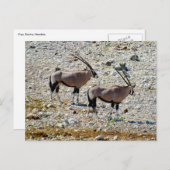 Oryx Etosha Postkarte (Vorne/Hinten)