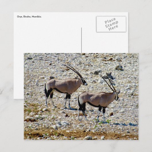 Oryx Etosha Postkarte (Vorne/Hinten)