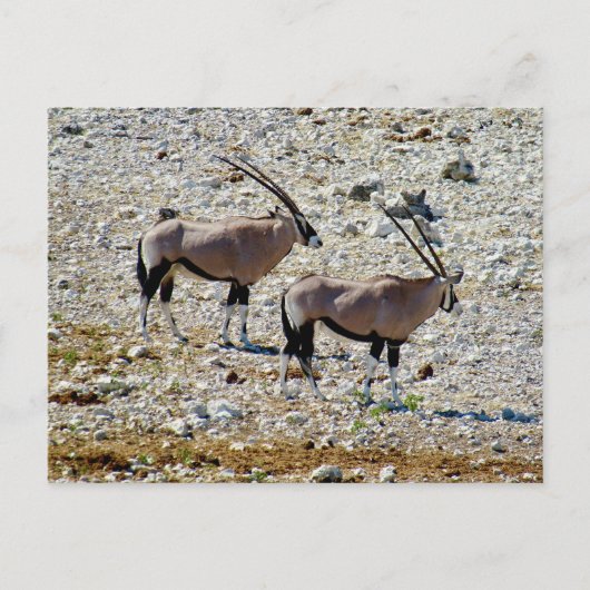 Oryx Etosha Postkarte (Vorderseite)