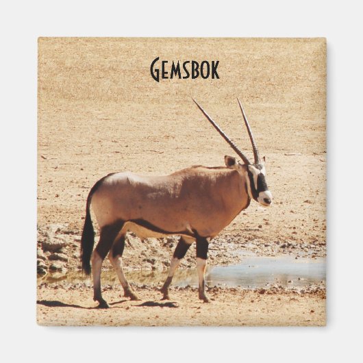 Oryx Gazella Kgalagadi Afrika Magnet (Vorne)
