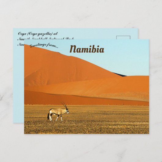 Oryx Gazella Namib Naukluft National Park Namibia Postkarte (Vorne/Hinten)