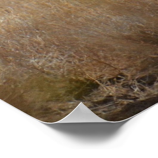 Oryx in Afrika Poster (Ecke)