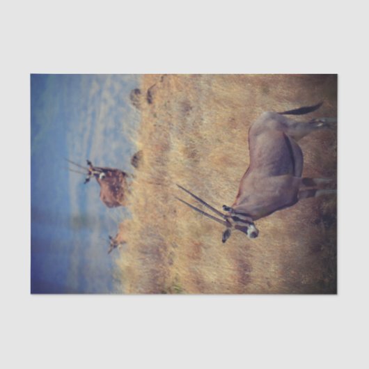 Oryx in Afrika Seidenpapier (Vorderseite)