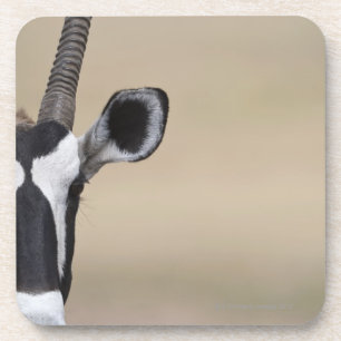 Oryx nannte auch Gemsbock, Oryx Gazella, Auob Getränkeuntersetzer
