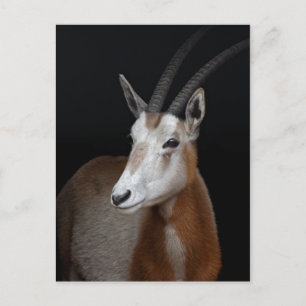 Oryx Postkarte