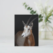 Oryx-Postkarte Postkarte (Stehend Vorderseite)