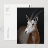 Oryx-Postkarte Postkarte (Vorne/Hinten)