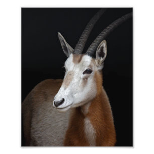 Oryx Print Fotodruck