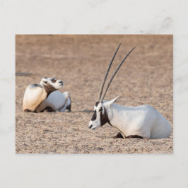 Oryxe in der Wüste Postkarte
