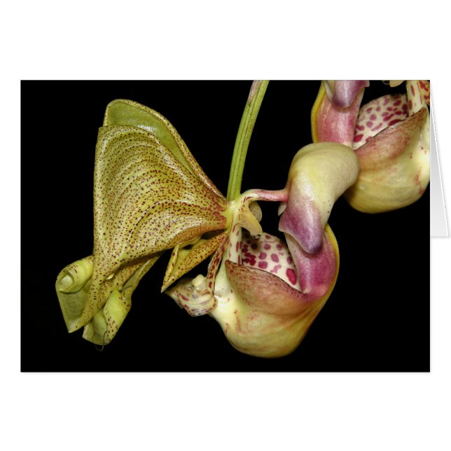 OSA: Coryanthes horichiana (Vorderseite (Horizontal))