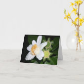 OSA: Gustavia brachycarpa Karte (Gelbe Blume)