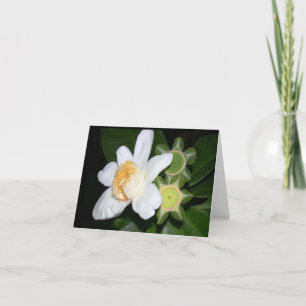 OSA: Gustavia brachycarpa Karte