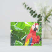 Osa Halbinsel Scarlet Macaw Costa Rica Postkarte (Stehend Vorderseite)