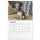 Oscar 2019 der blaue Chihuahuakalender Kalender (Feb 2026)