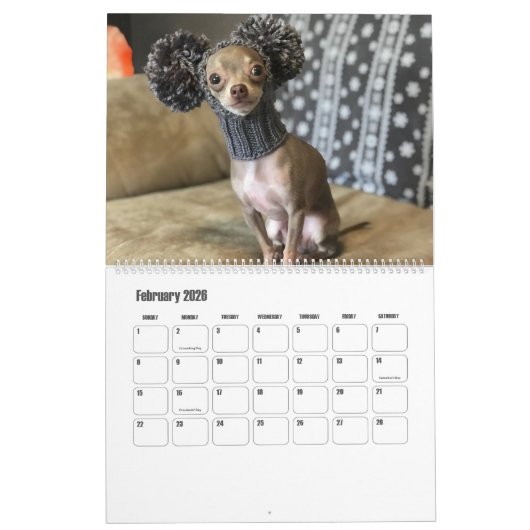 Oscar 2019 der blaue Chihuahuakalender Kalender (Feb 2026)