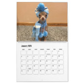 Oscar 2019 der blaue Chihuahuakalender Kalender (Jan 2026)