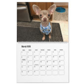 Oscar 2019 der blaue Chihuahuakalender Kalender (Mär 2026)