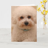 Oscar das Bichon Frise Karte (Gelbe Blume)