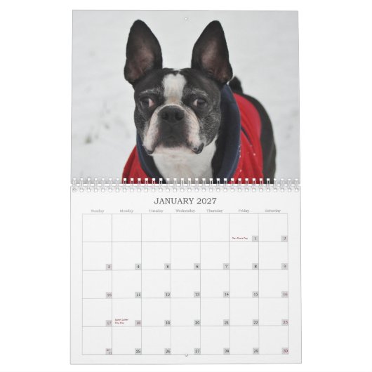 Oscar der Kalender Bostons Terrier 2013 (Jan 2027)