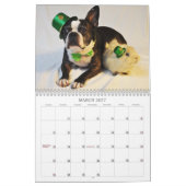 Oscar der Kalender Bostons Terrier 2013 (Mär 2027)