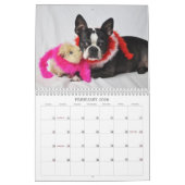 Oscar der Kalender Bostons Terrier 2013 (Feb 2026)