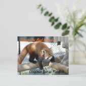 Oscar der Rote Panda im Zoo von Norfolk Postkarte (Stehend Vorderseite)