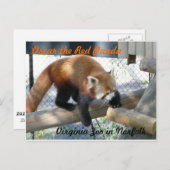 Oscar der Rote Panda im Zoo von Norfolk Postkarte (Vorne/Hinten)