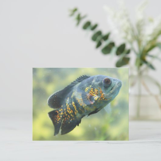 Oscar Fish Postkarte (Stehend Vorderseite)