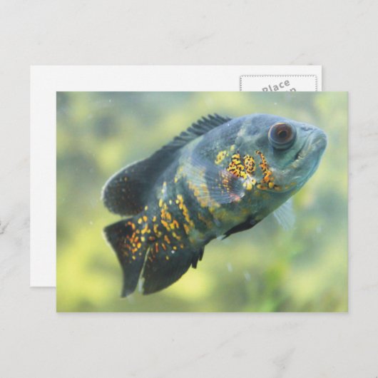 Oscar Fish Postkarte (Vorne/Hinten)
