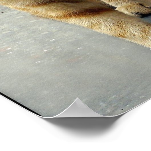 Oscar-Lieben Poster (Ecke)