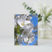 Oshima Cherry Blüten [Postkarte] Postkarte (Stehend Vorderseite)