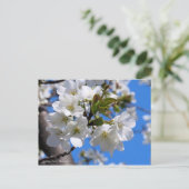 Oshima Cherry Blüten [Postkarte] Postkarte (Stehend Vorderseite)
