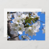Oshima Cherry Blüten [Postkarte] Postkarte (Vorne/Hinten)