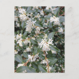 Osmanthus Burkwoodii im Park Postcard Postkarte