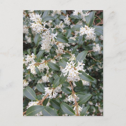 Osmanthus Burkwoodii im Park Postcard Postkarte (Vorderseite)
