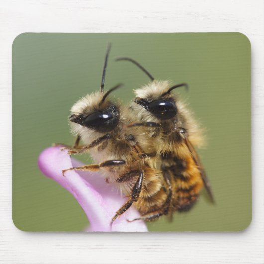 Osmia bicornis mousepad (Vorne)