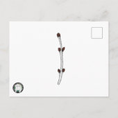 OSNEB Rescue Postcard, SemiGloss Einladungspostkarte (Rückseite)