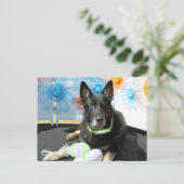 Oso - German Shepherd -4 Postkarte (Stehend Vorderseite)