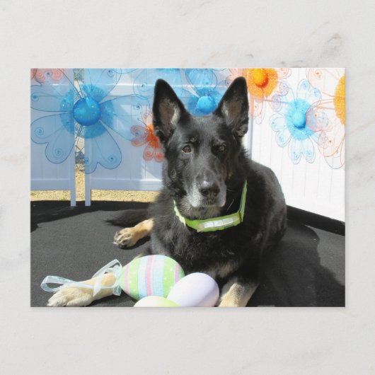 Oso - German Shepherd -4 Postkarte (Vorderseite)