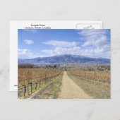 Osoyoos Aussicht Weingarten Postkarte (Vorne/Hinten)