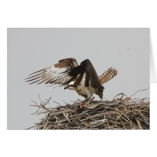 Osprey (Vorderseite (Horizontal))