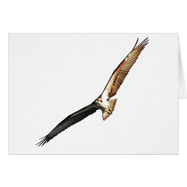 Osprey (Vorderseite (Horizontal))