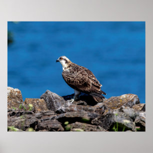 Osprey 20x16 auf den Felsen Poster